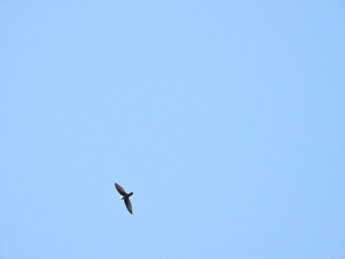 Vaux's Swift (Yucatan) - william gray