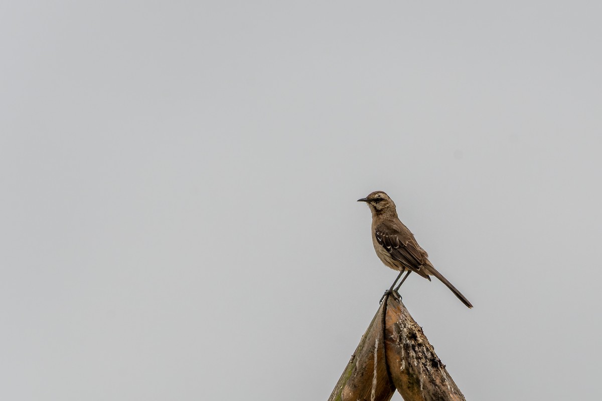 Chilean Mockingbird - Jorge Ugalde