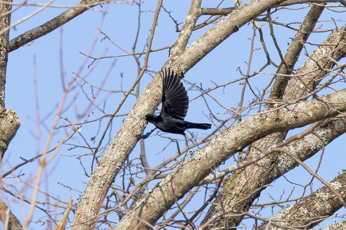 Red-winged Blackbird - ML534569801