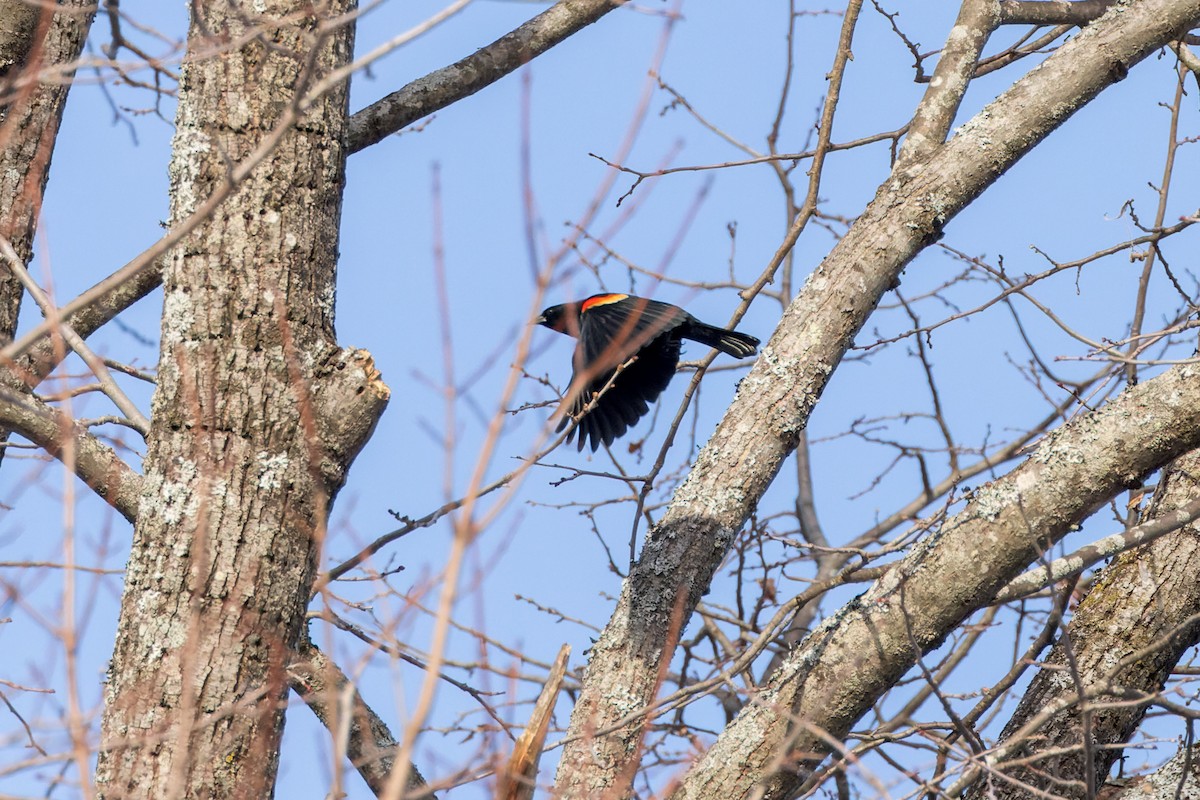 Red-winged Blackbird - ML534569811