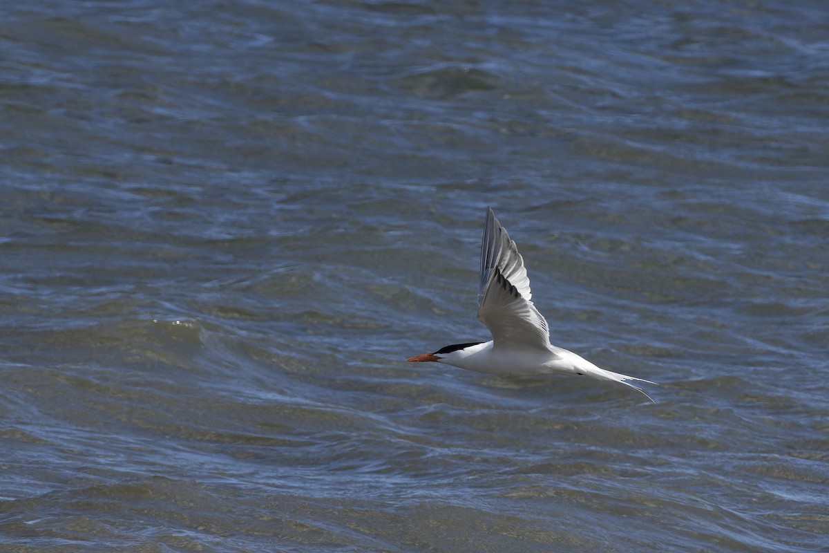 Royal Tern - ML534569861