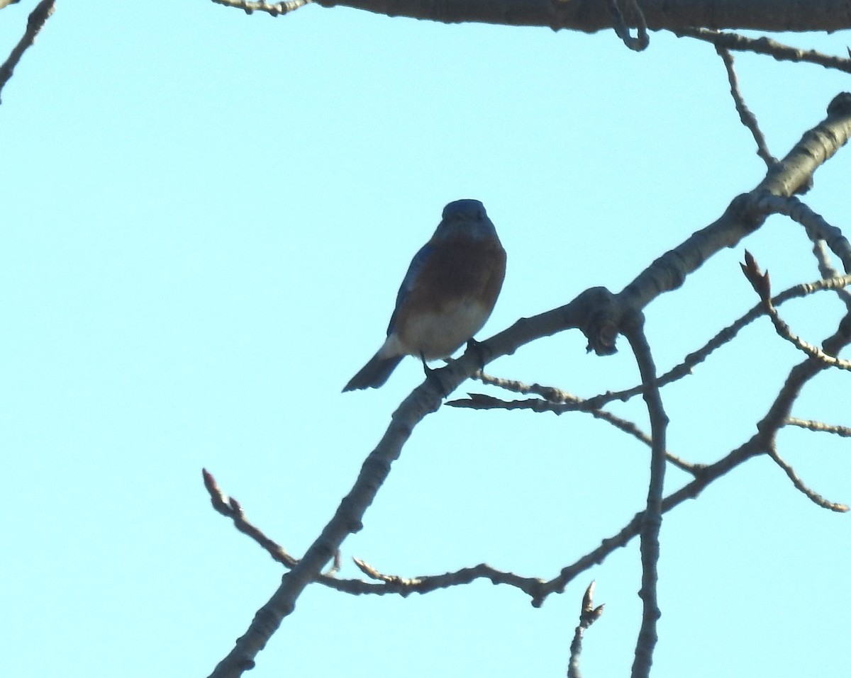 Eastern Bluebird - ML534569921