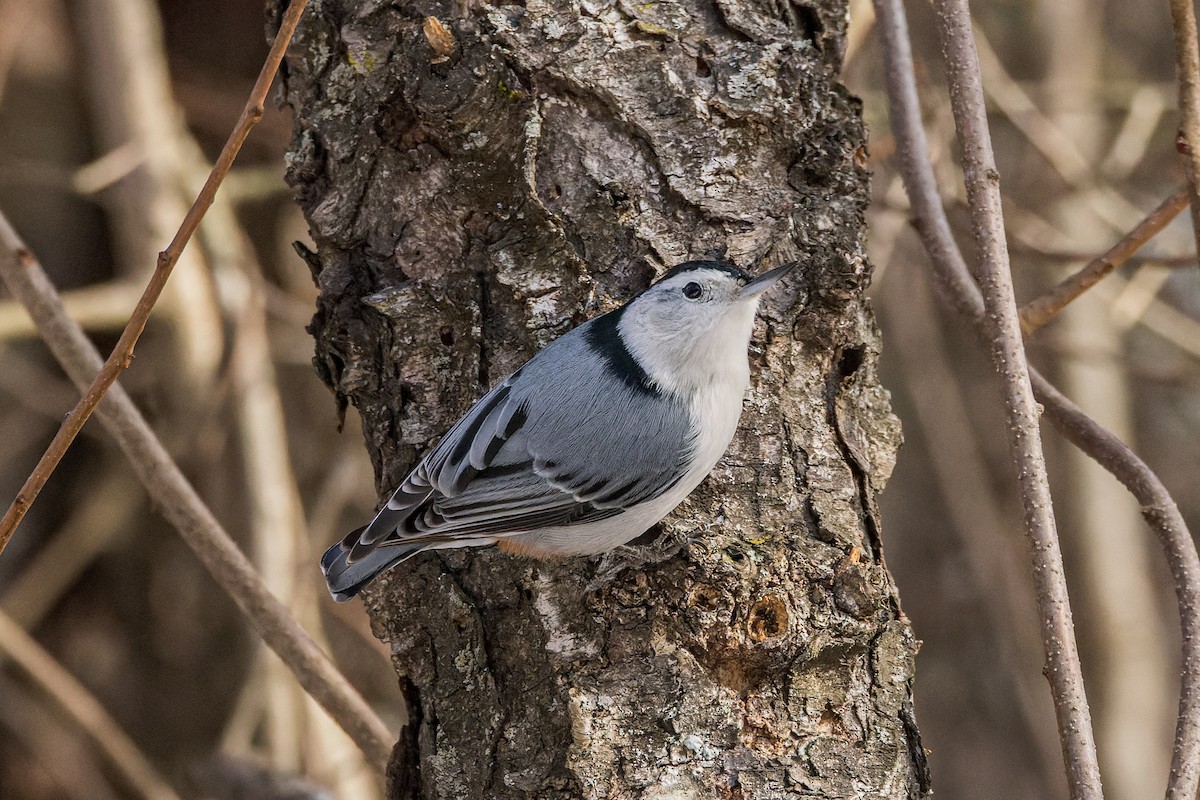 White-breasted Nuthatch - ML534570311