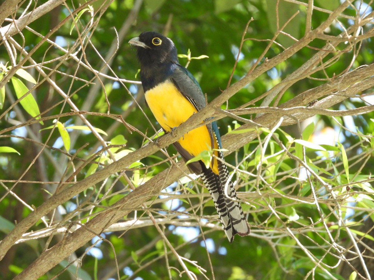 Gartered Trogon - ML534570741