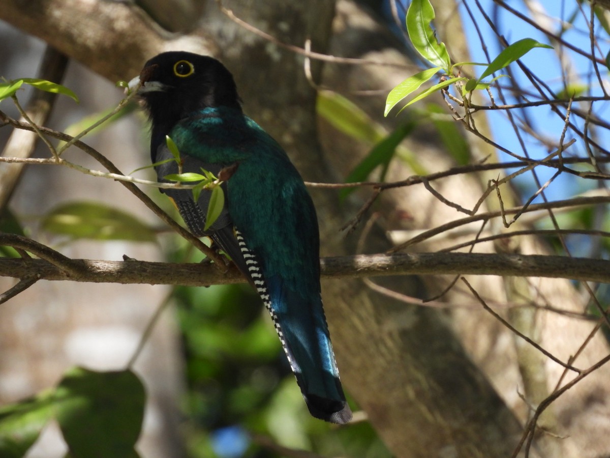 trogon podvazkový - ML534570961