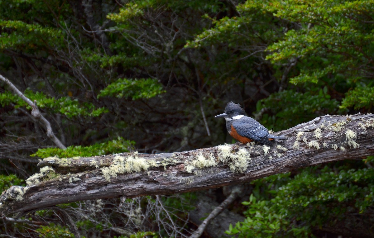 Ringed Kingfisher - Pablo Gutiérrez Maier