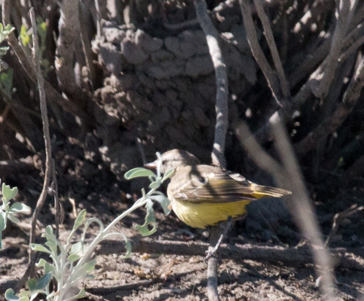 Yellow Chat - ML53457201