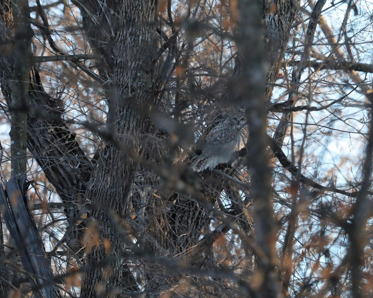 Great Horned Owl - ML534572271