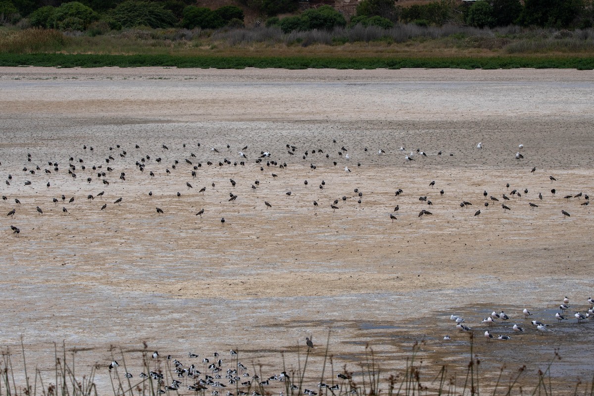 Southern Lapwing - ML534572401