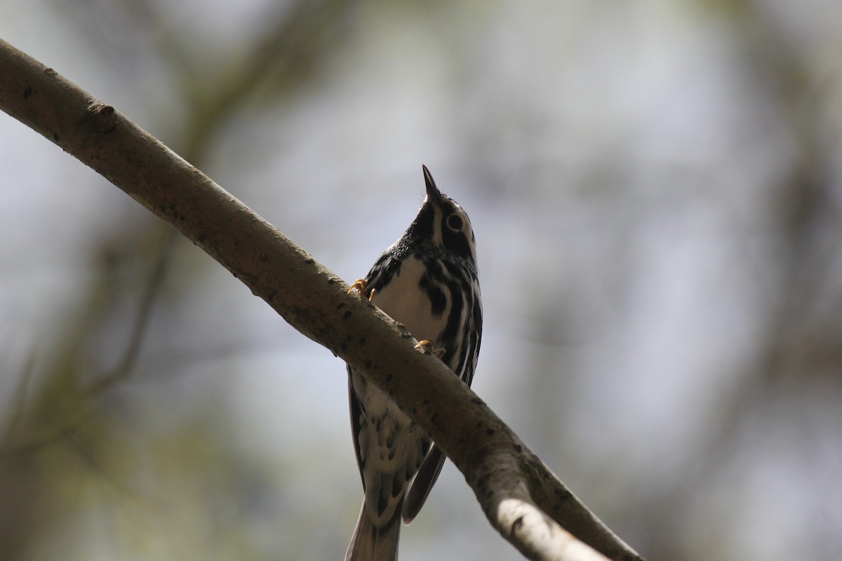 Black-and-white Warbler - ML53457251