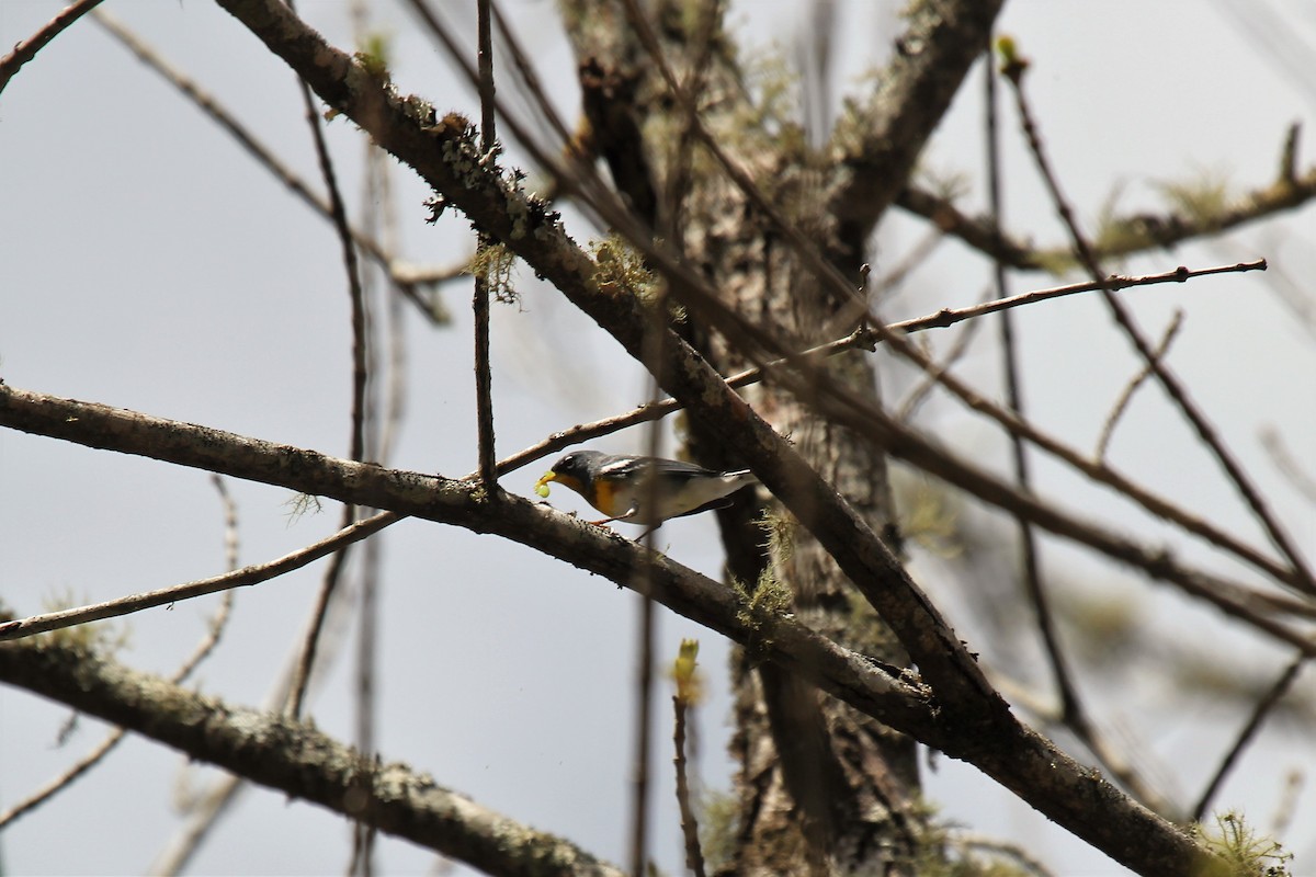 Northern Parula - ML53457281
