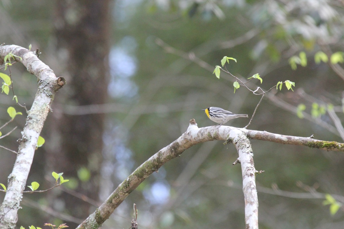 Yellow-throated Warbler - ML53457341