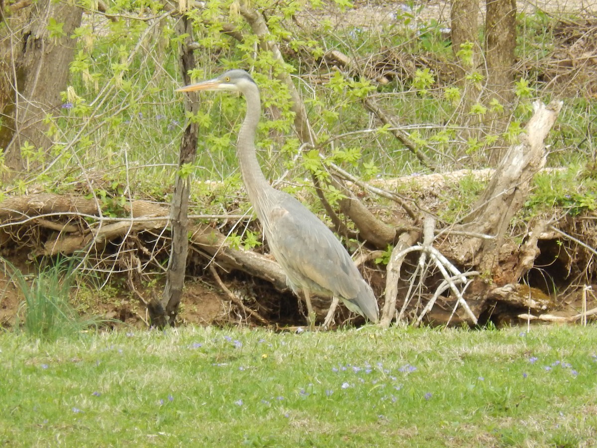 Great Blue Heron - ML53457471