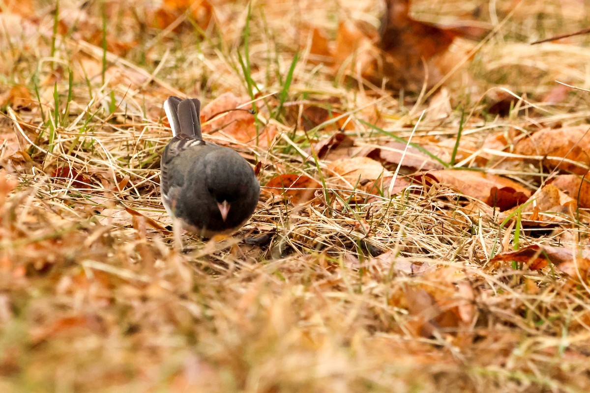 Dark-eyed Junco - ML534574811