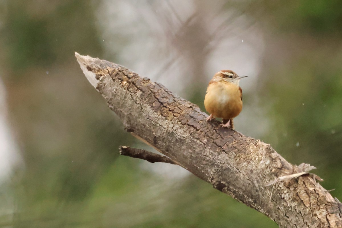 Carolina Wren - ML534574871