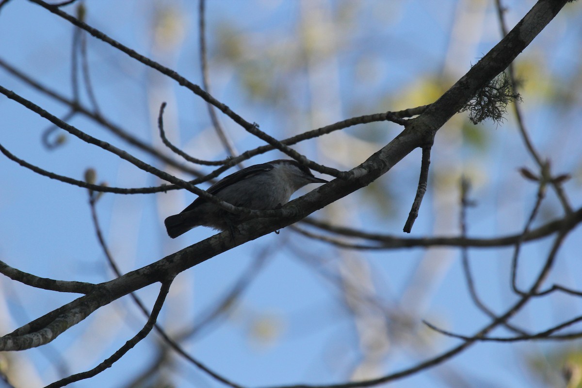 Brown-headed Nuthatch - ML53457511