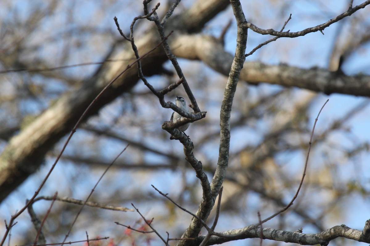 White-breasted Nuthatch - ML53457561