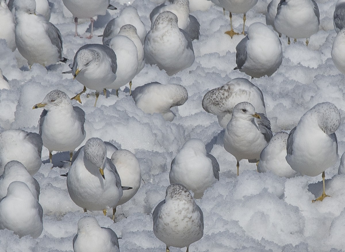 Common Gull - Willie D'Anna