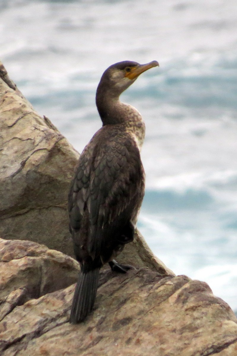 Cormoran de Temminck - ML534576041