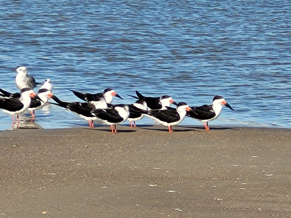 Black Skimmer - ML534577531