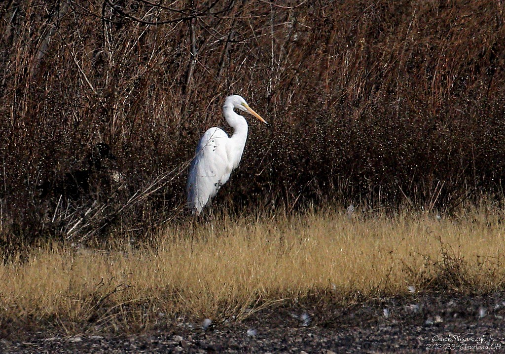 Great Egret - ML534578591