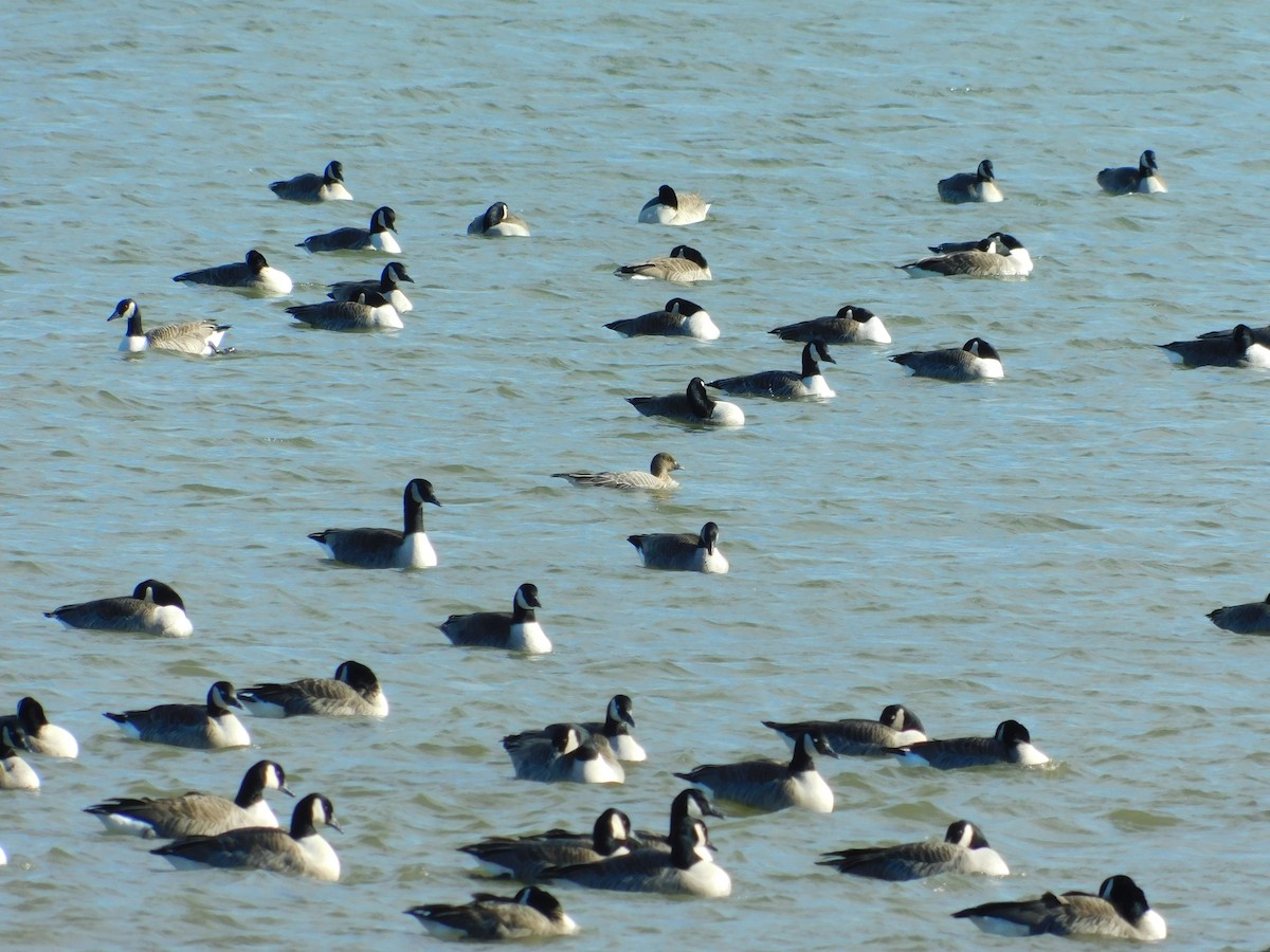 Pink-footed Goose - ML534578991