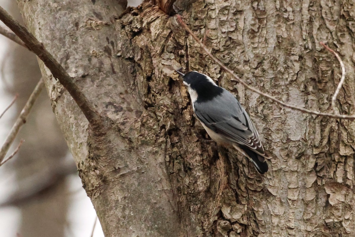 White-breasted Nuthatch - ML534579811