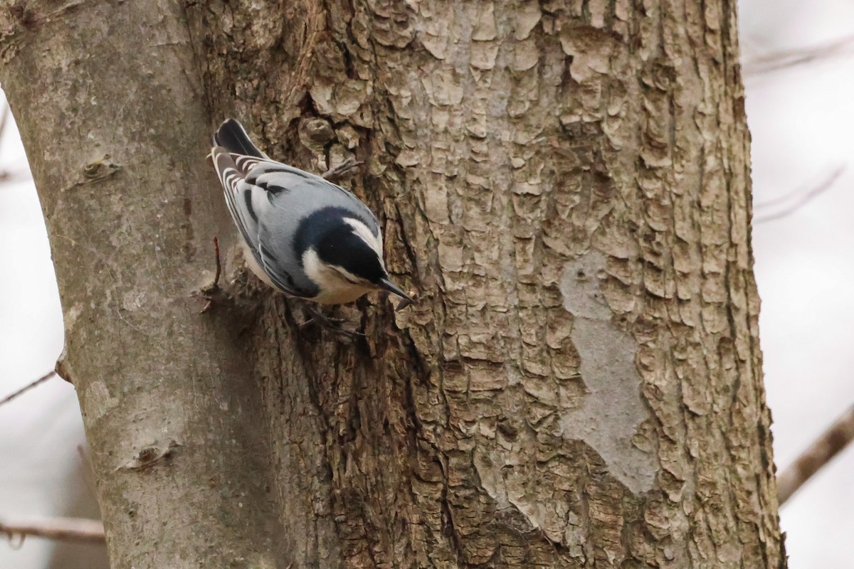 White-breasted Nuthatch - ML534579821