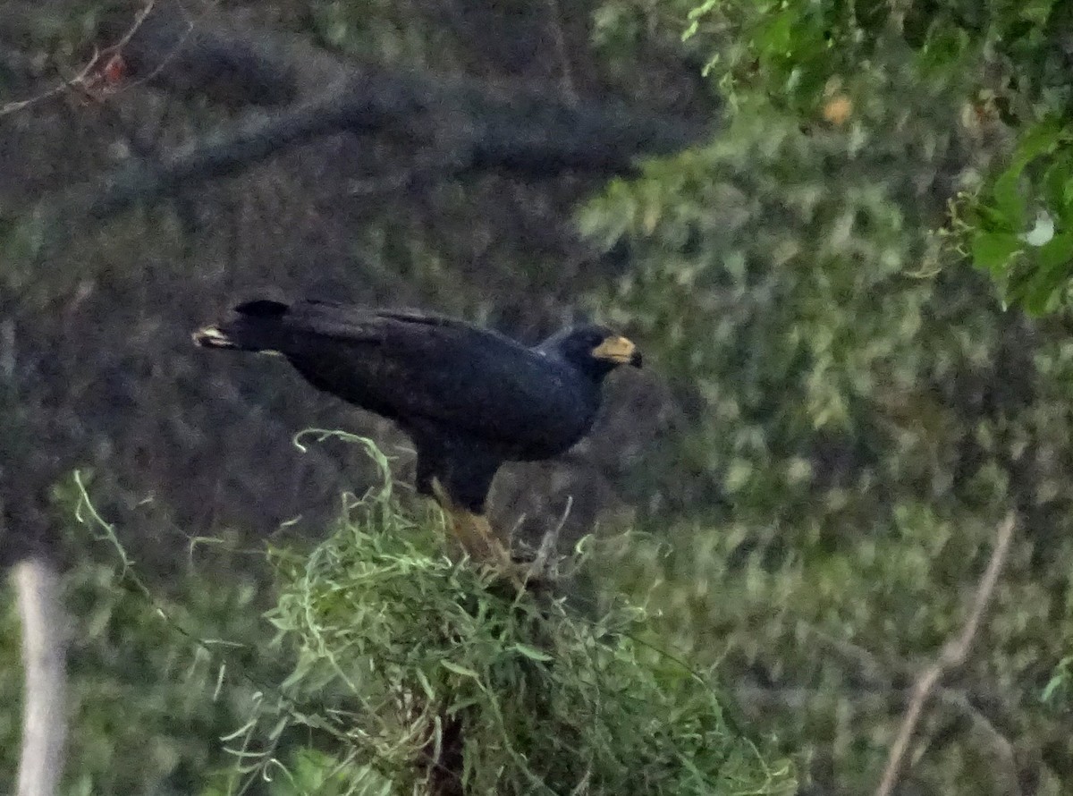 Common Black Hawk - ML53458031