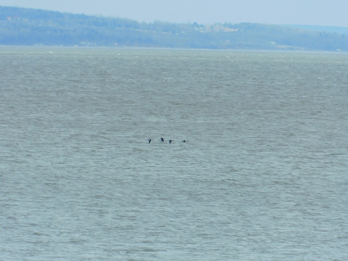 Long-tailed Duck - ML534580871