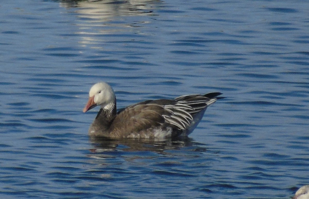 Snow Goose - ML534581481