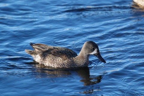 Blue-winged Teal - Jeremiah Psiropoulos