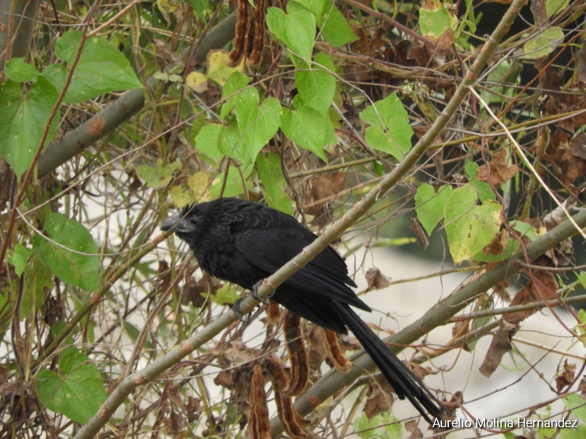 Groove-billed Ani - ML534581931