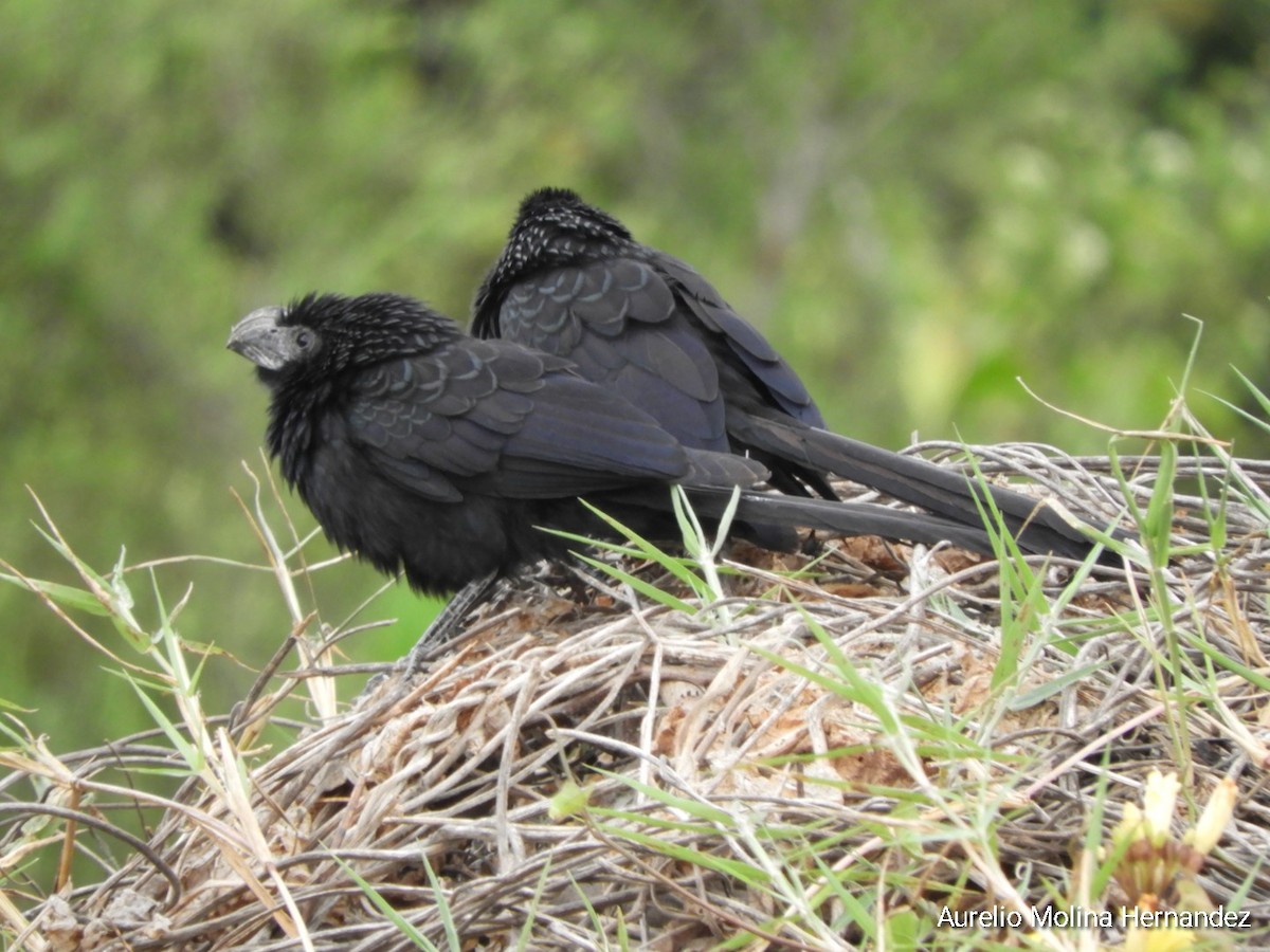 Groove-billed Ani - ML534581941
