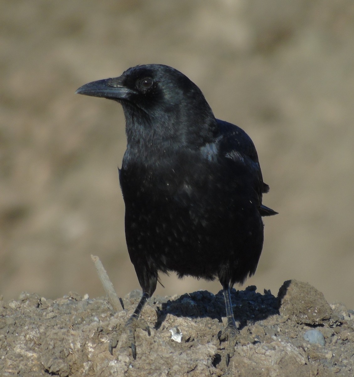 American Crow - Mike & MerryLynn  Denny