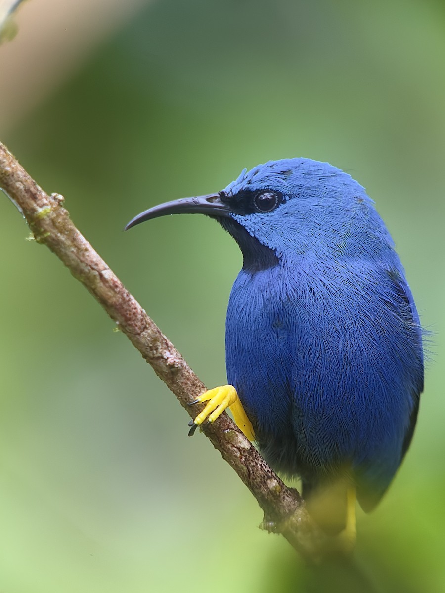 Shining Honeycreeper - ML534583431