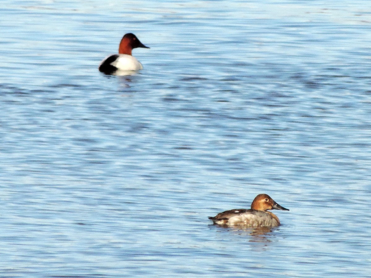 Canvasback - ML534584121