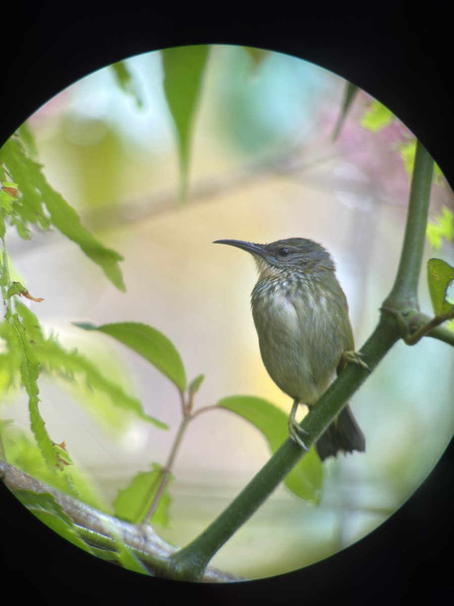 Shining Honeycreeper - ML534584431