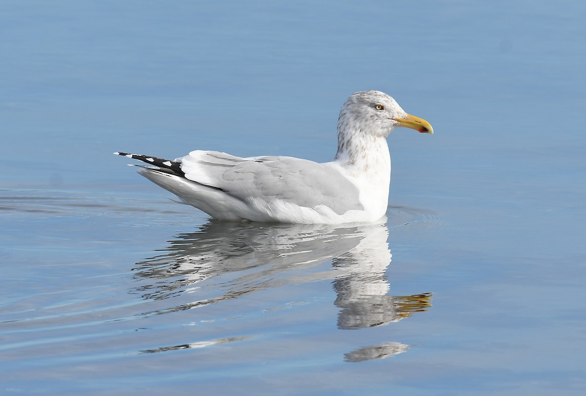 Herring Gull - Lance Felber