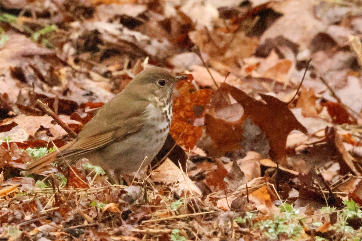 Hermit Thrush - ML534587091