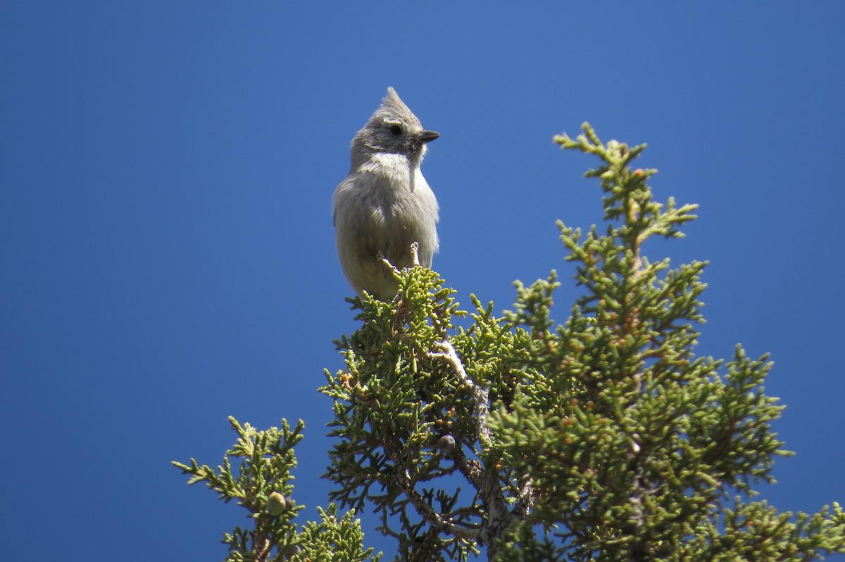 Juniper Titmouse - ML53458711