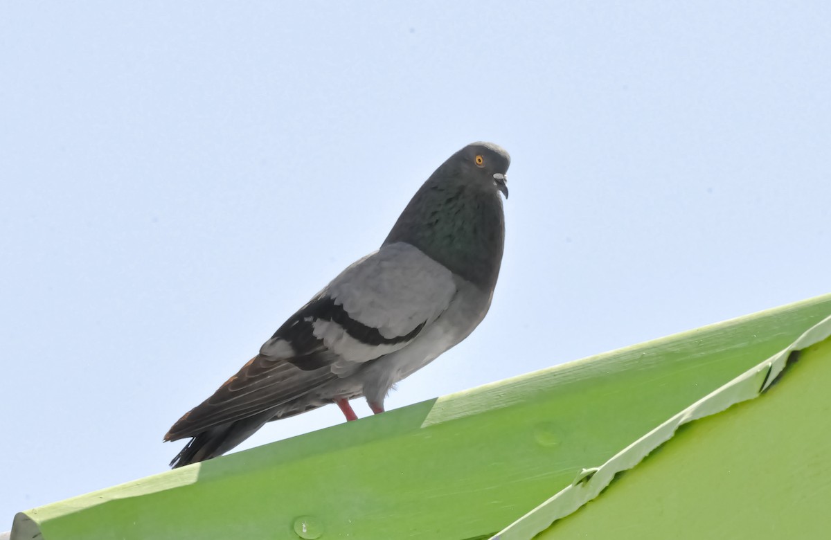 Rock Pigeon (Feral Pigeon) - ML534587521