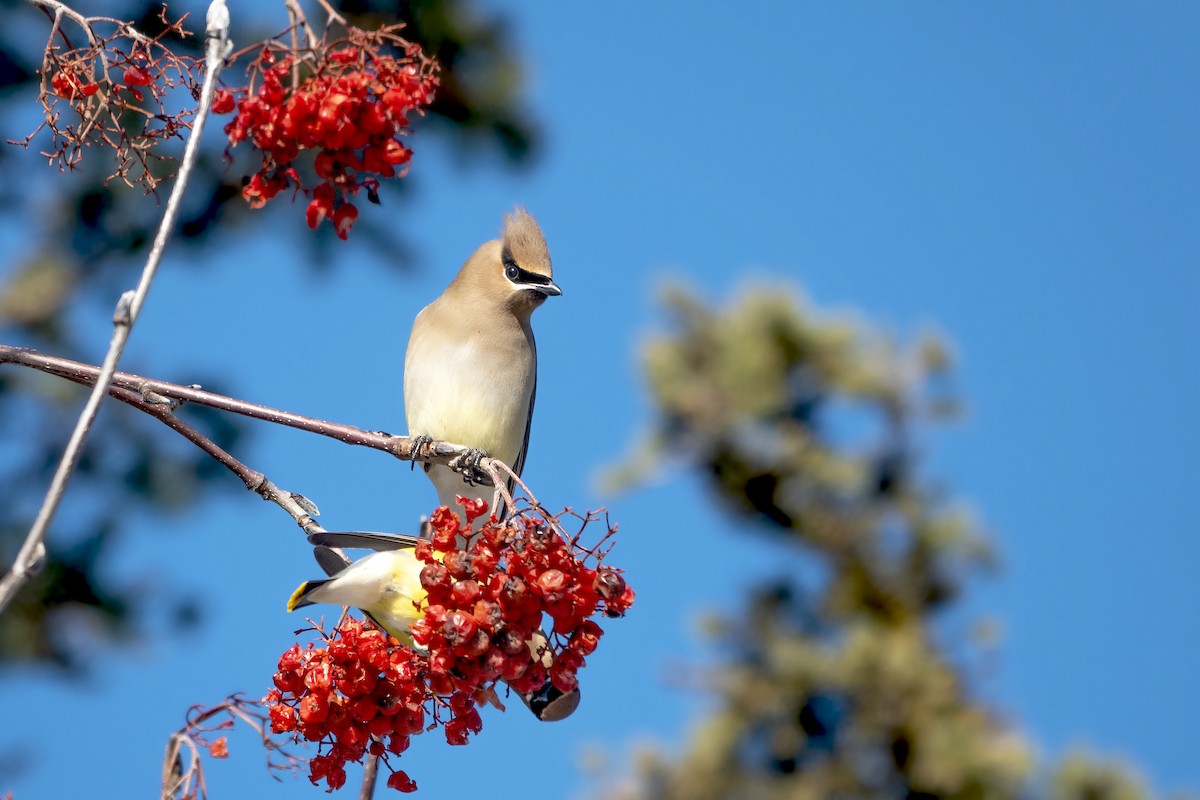 Cedar Waxwing - ML534588071