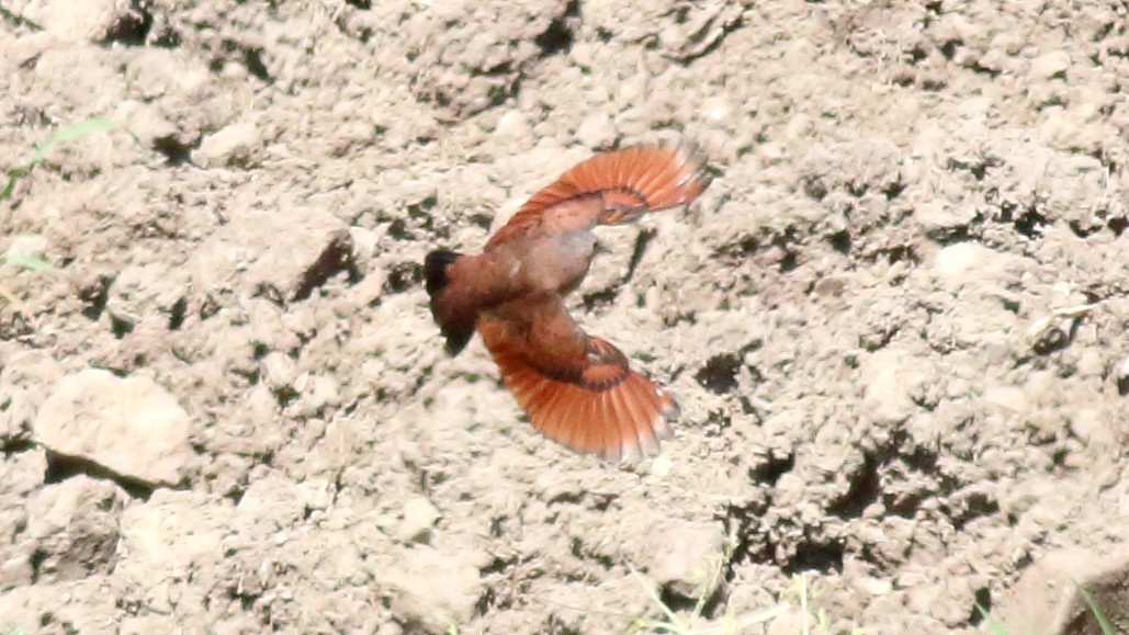 Ruddy Ground Dove - ML534588921