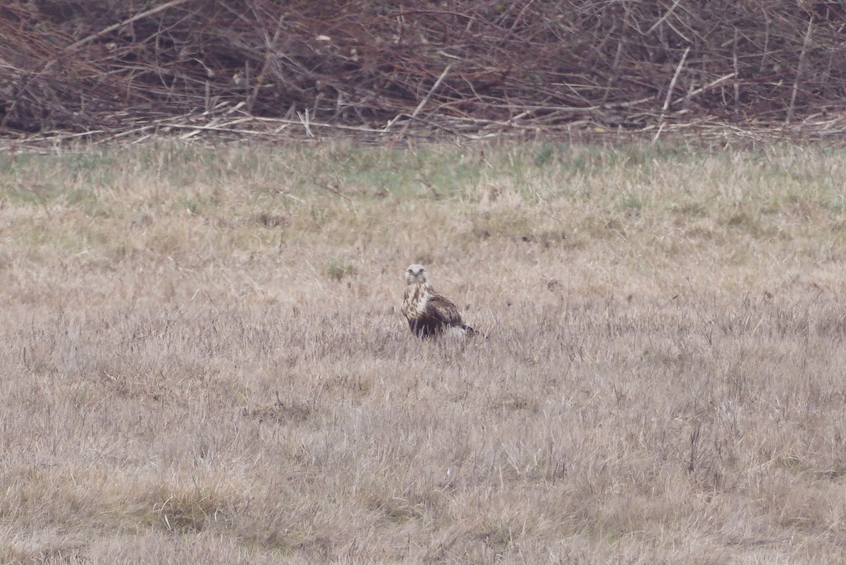 Rough-legged Hawk - ML534589191