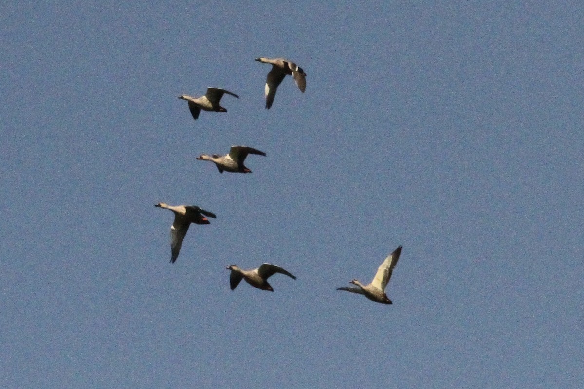 Indian Spot-billed Duck - ML534589701
