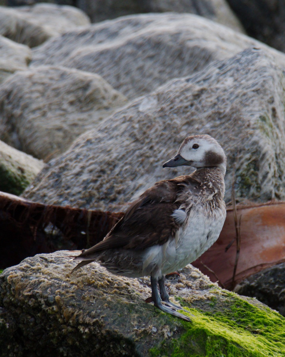 Long-tailed Duck - ML534591101