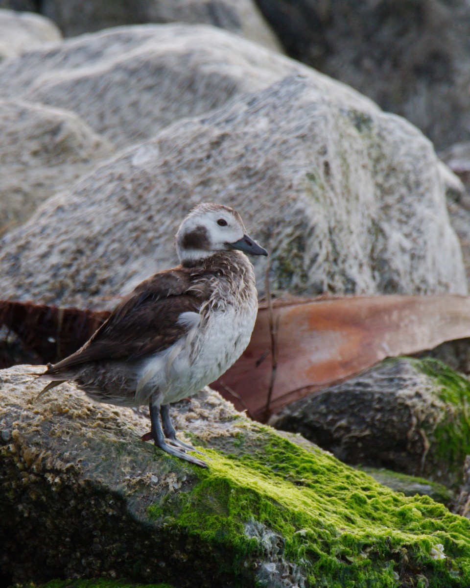 Long-tailed Duck - ML534591111