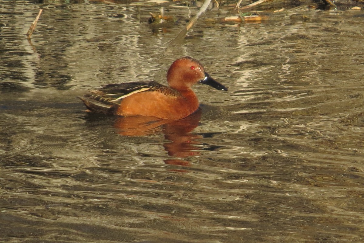 Cinnamon Teal - ML53459121