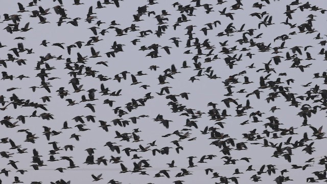 White-faced Whistling-Duck - ML534591271